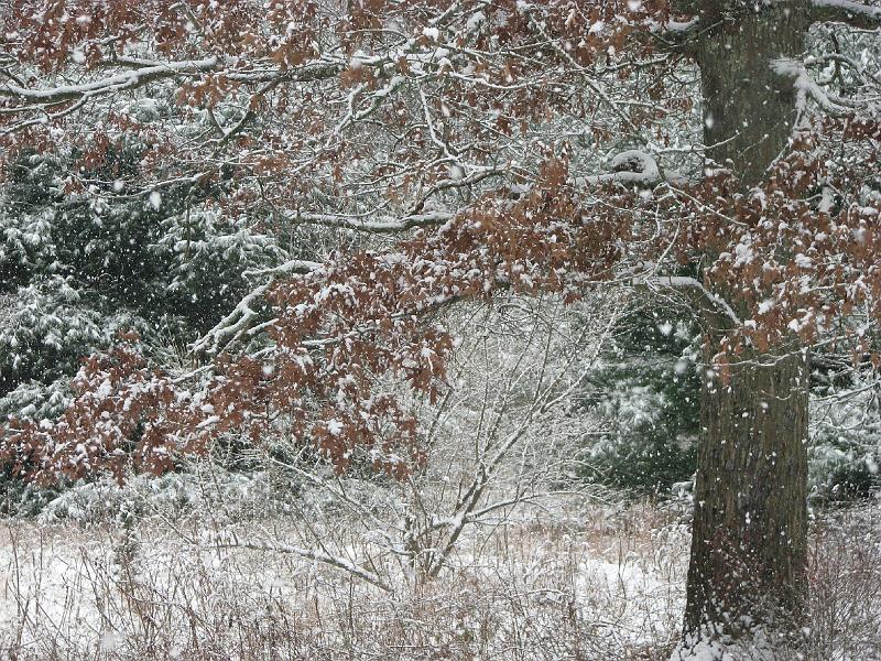 2008-12-07_First_Snow 040.jpg
